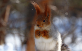 Squirrel surprised chippy furry puzzle - its hind leg free wallpaper