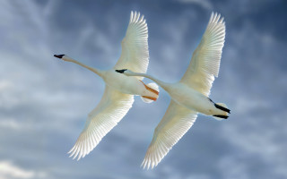 White birds flying cloudy sky - two white bird free wallpaper