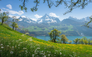 Grassy hill lake mountains flowers - a grassy hill free wallpaper