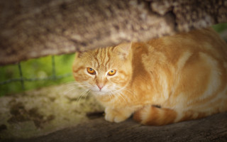 Sad cat on tree trunk - a tree trunk free wallpaper