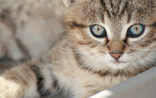 Sad cat blue eyes chair - a sad look free wallpaper