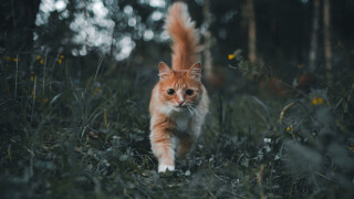 Cat forest grass flowers trees - tall grass free wallpaper