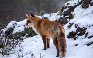 Fox snowy hill bush rock - primitivism free wallpaper