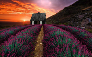 Lavender field sunset matte painting - a sunset in the background free wallpaper