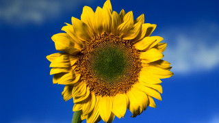 Large sunflower blue sky clouds - benoit b. mandelbrot free wallpaper
