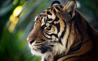 Sumatran tiger blurry background woodland - a tiger free wallpaper