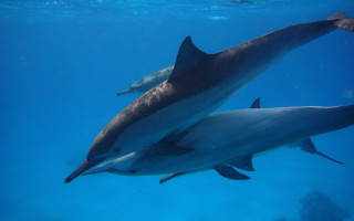 Dolphins ocean underwater sunlight swimming - sunlight free wallpaper