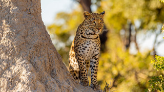 Leopard autumn wildlife jigsaw blurry - wild free wallpaper