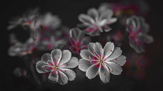 Flowers darkroom blackbackground redcenter clairedalby - a red center free wallpaper