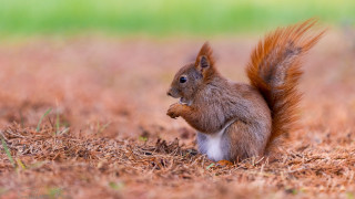 Squirrel eating nut grass field - a nut free wallpaper