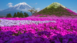 Purple flower field mountain sky - a blue sky in the background free wallpaper for desktop