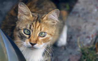 Cat green eyes car window - a car window free wallpaper