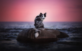 Dog rock water sunset pink - a rock free wallpaper