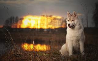 White dog lake sunset furry - near free wallpaper