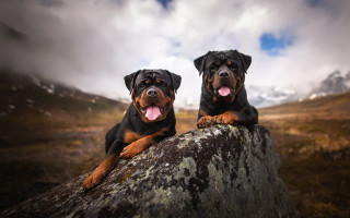 Dogs rocks outdoor mountain sunset - their tongue free wallpaper