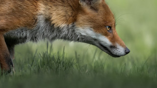Fox closeup grass field nature - a blurry background of grass and grass free wallpaper