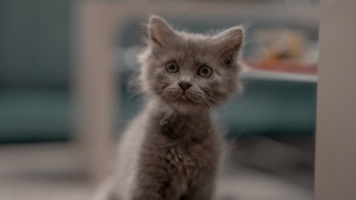 Sad kitten tiltshift blurry depthoffield - vanita free wallpaper