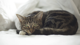 Curious cat on bed white 2 - a curious look free wallpaper