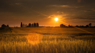 Sunset field trees clouds cityscape - backlight free wallpaper