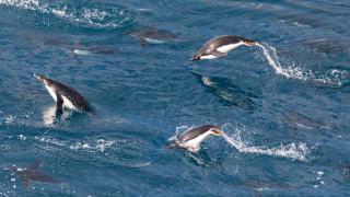 Dolphins fish shark ocean bubbles - the water behind them free wallpaper