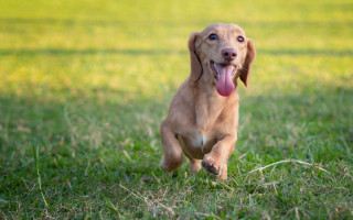 Dog running field tongue out - its tongue free wallpaper