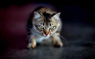 Cat walking green eyes macro - angry free wallpaper