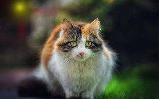 Cat green eyes outdoor impressionism - outside free wallpaper