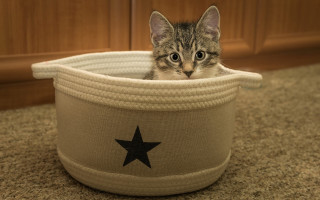 Kitten basket surprised illusion toy - a basket free wallpaper