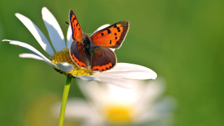 Butterfly flower daisies macro ecological - a blurry background free wallpaper for desktop