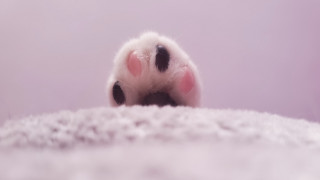 Cat paw white blanket pink - dof free wallpaper