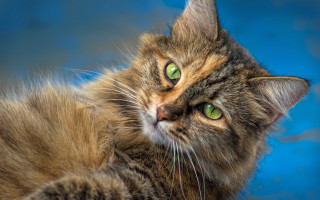 Black cat green eyes laying - brenda chamberlain free wallpaper