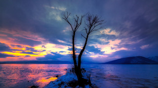 Lone tree lake sunset colorful - a colorful sky in the background free wallpaper