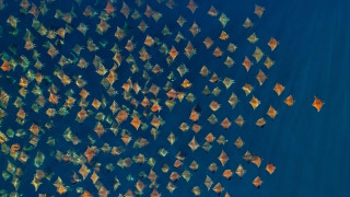 Orange yellow kites water boat - a group free wallpaper