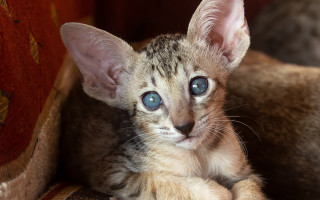 Kitten blue eyes couch blanket - a kitten free wallpaper
