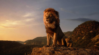 Lion cub sitting rock jungle - don arday free wallpaper