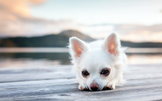 White dog deck water mountains - daphne mcclure free wallpaper
