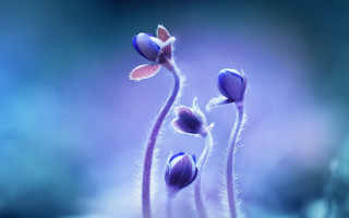 Flower blurry background macro photography - florianne becker free wallpaper