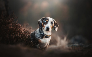 Dog collar grass blueeyes blurry - de stijl free wallpaper