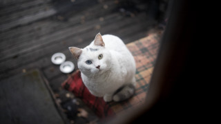 White cat coffee plate blurry - a wooden floor next free wallpaper