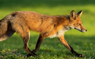 Fox green field sunny day - a fox free wallpaper