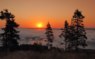 Sunset foggy forest trees clouds - sunrise free wallpaper