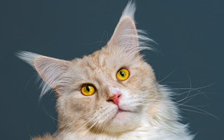 Cat yellow eyes looking up - a gray background free wallpaper
