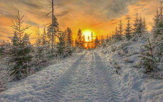 Snow covered road trees sunset - tree and a sunset in the background free wallpaper