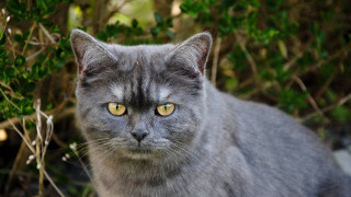 Gray cat yellow eyes bushy - a gray cat free wallpaper