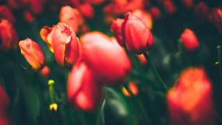 Red tulips yellow tips green - red tulip free wallpaper