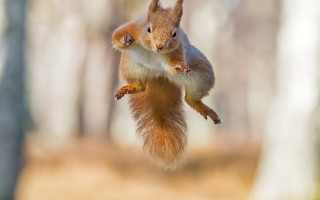 Squirrel arabesque jumping motion blur - award free wallpaper