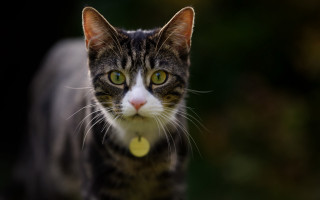 Black cat yellow tag crescent - carlos catasse free wallpaper for desktop