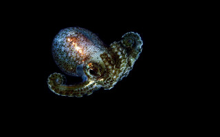 Octopus hologram darkwater glowing planet - the dark water free wallpaper