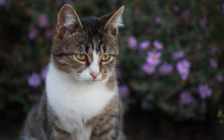 Cat purpleflowers bush shallowbokeh 3d - neoplasticism free wallpaper