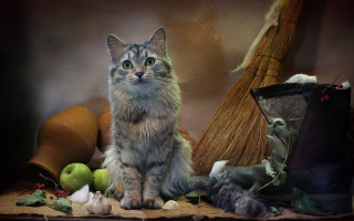 Cat autumn stilllife magicrealism broom - autumn free wallpaper